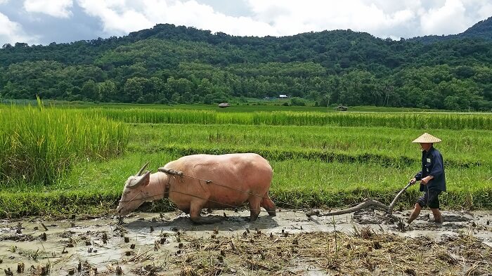 Living And Farming