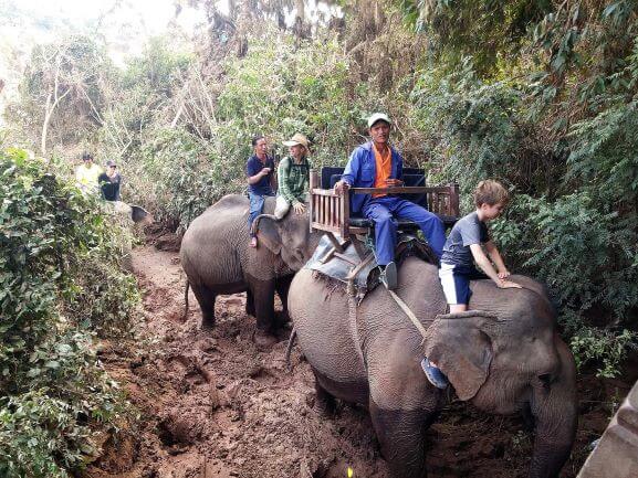 Elephants, Gibbons, Tree Houses, Oh My!