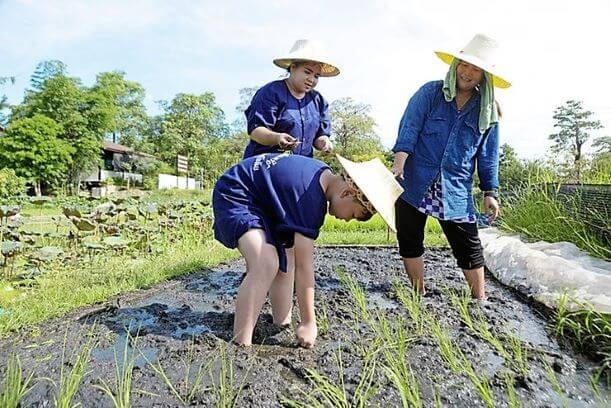 Learning to be a farmer-Sukhothai