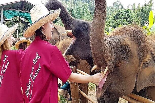 Mahout -caring for elephants