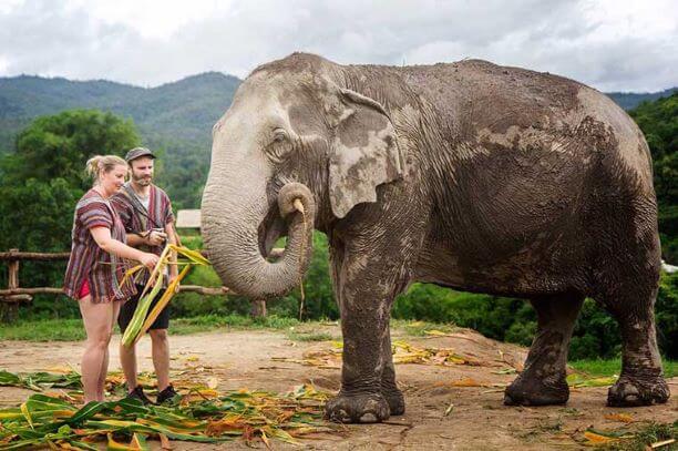Mahout Elephant Experience